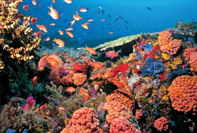 bunaken-national-marine-park-coral-reefs1_gallery_image_big